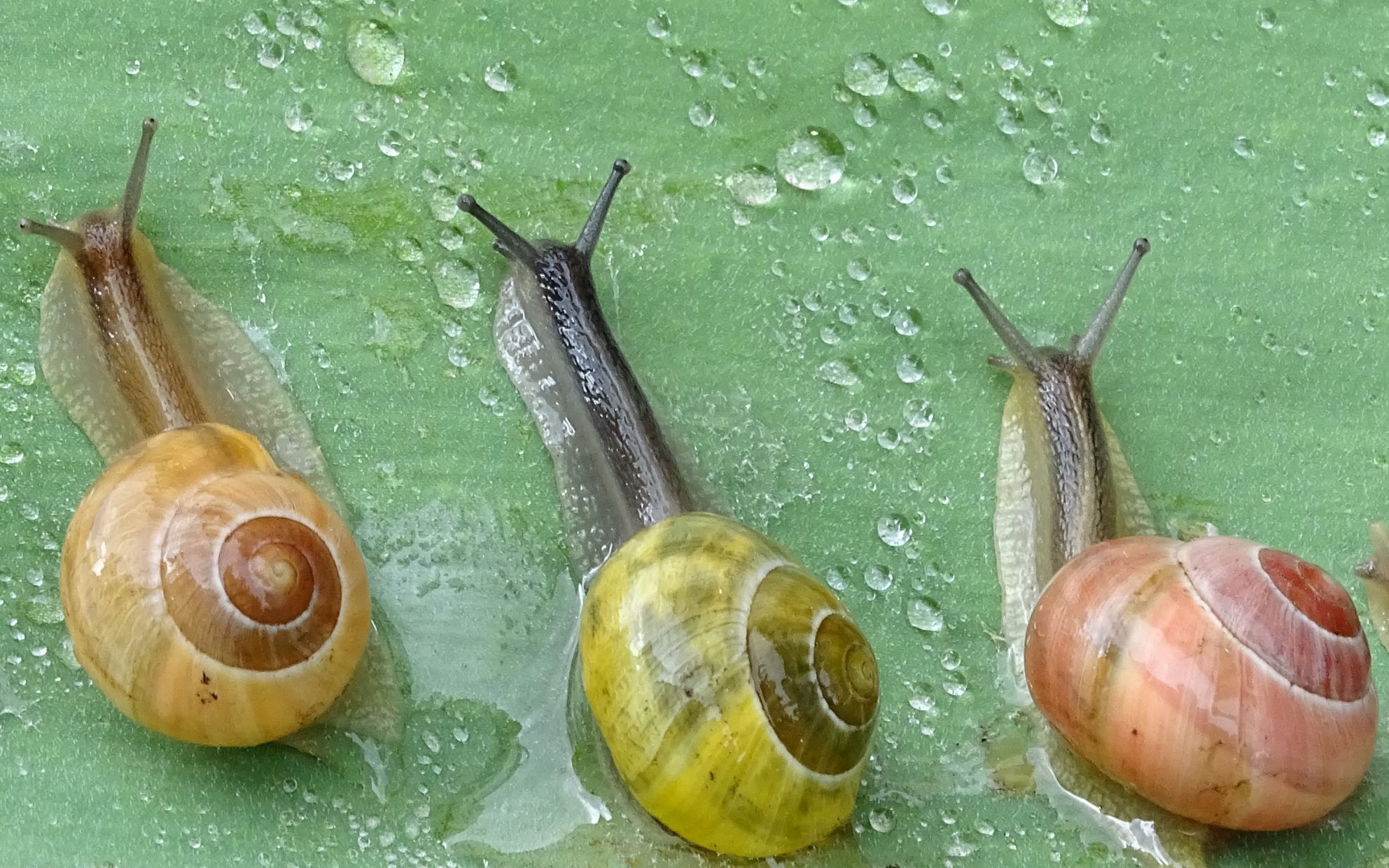 Bébé signe : Comptine “Petit escargot” avec Juliette Ploquin